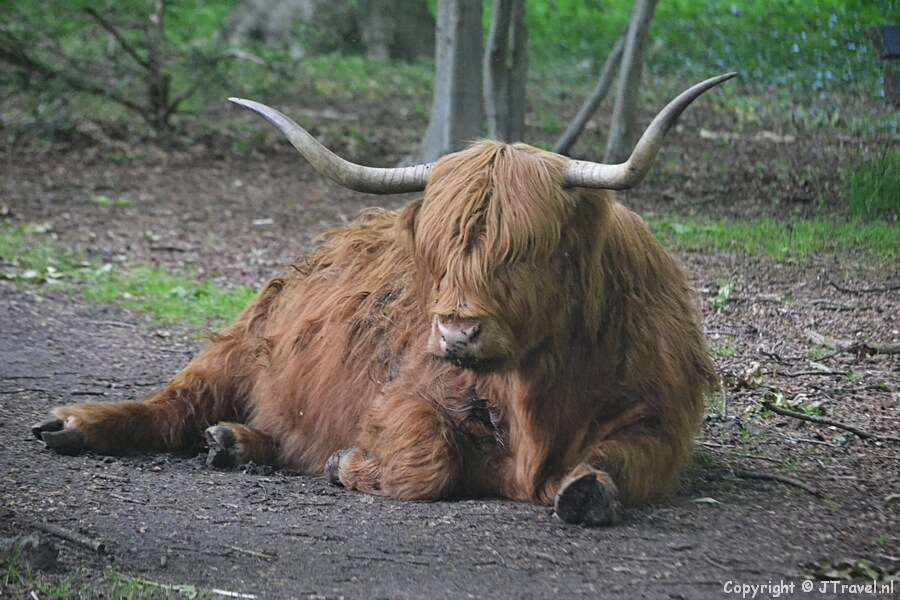 Een Schotse Hooglander in Wandelbos Groenendaal in Heemstede