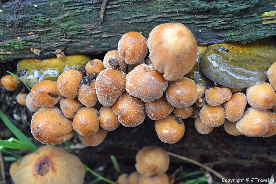 Paddenstoelen aan de Sparrenlaan in Wandelbos Groenendaal in Heemstede