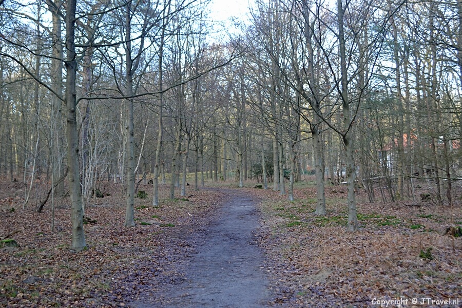Het bos tijdens mijn wandeling over Buitenplaats Leyduin in Vogelenzang