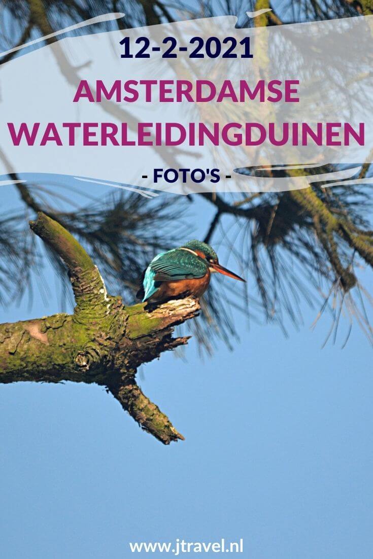 Ik maakte een wandeling in de sneeuw in de Amsterdamse Waterleidingduinen. Dit keer zag ik mooie sneeuwlandschappen, een ijsvogel, wilde zwanen en damherten. Mijn foto's zie je hier. Kijk je mee? #awd #damhert #sneeuw #ijsvogel #wildezwaan #wandelen #hiken #natuur #jtravel #jtravelblog #fotos Ik maakte een wandeling in de sneeuw in de Amsterdamse Waterleidingduinen. Dit keer zag ik mooie sneeuwlandschappen, een ijsvogel, wilde zwanen en damherten. Mijn foto's zie je hier. Kijk je mee? #awd #damhert #sneeuw #ijsvogel #wildezwaan #wandelen #hiken #natuur #jtravel #jtravelblog #fotos