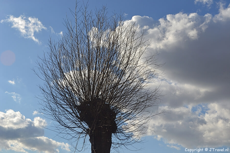 Een boom langs het Turfspoor tijdens mijn wandeling van de Olmenhorstroute rond Lisserbroek