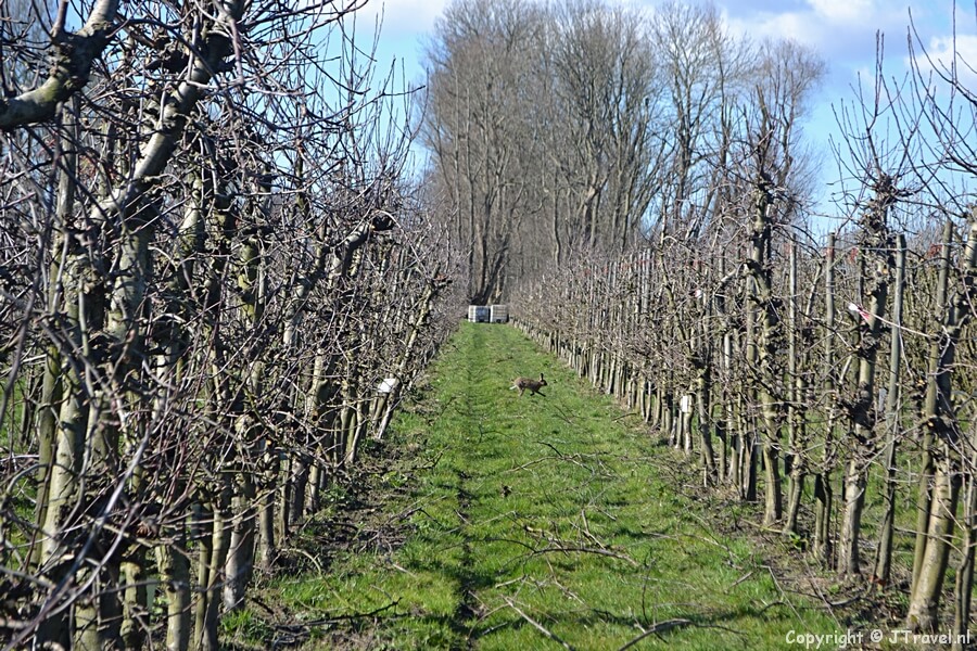 Een konijn op Landgoed De Olmenhorst tijdens mijn wandeling van de Olmenhorstroute rond Lisserbroek