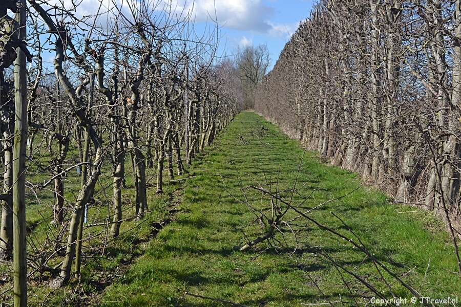 Landgoed De Olmenhorst tijdens mijn wandeling van de Olmenhorstroute rond Lisserbroek
