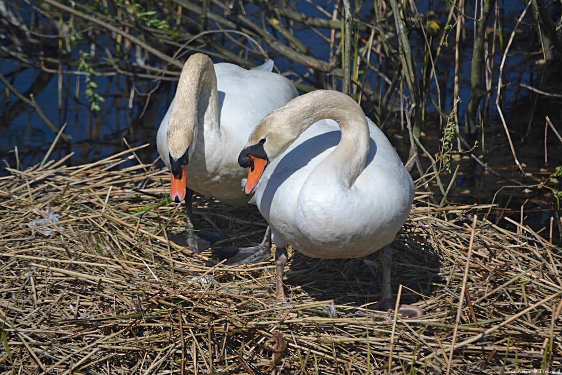 Foto's van mijn wandeling in de Amsterdamse Waterleidingduinen op 26 april 2021