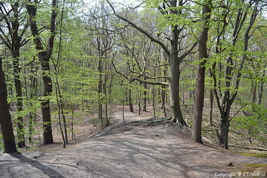 Keukenhofbosch tijdens Trage Tocht Lisse