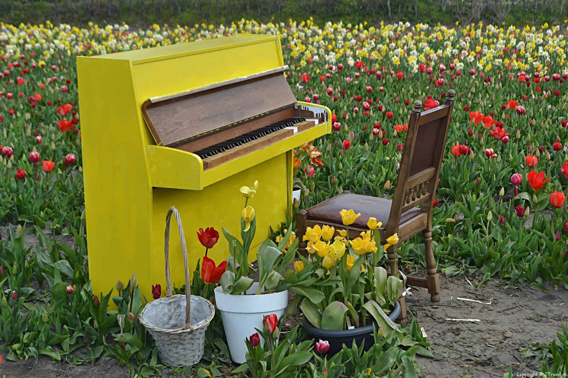 The Tulip Barn in Hillegom