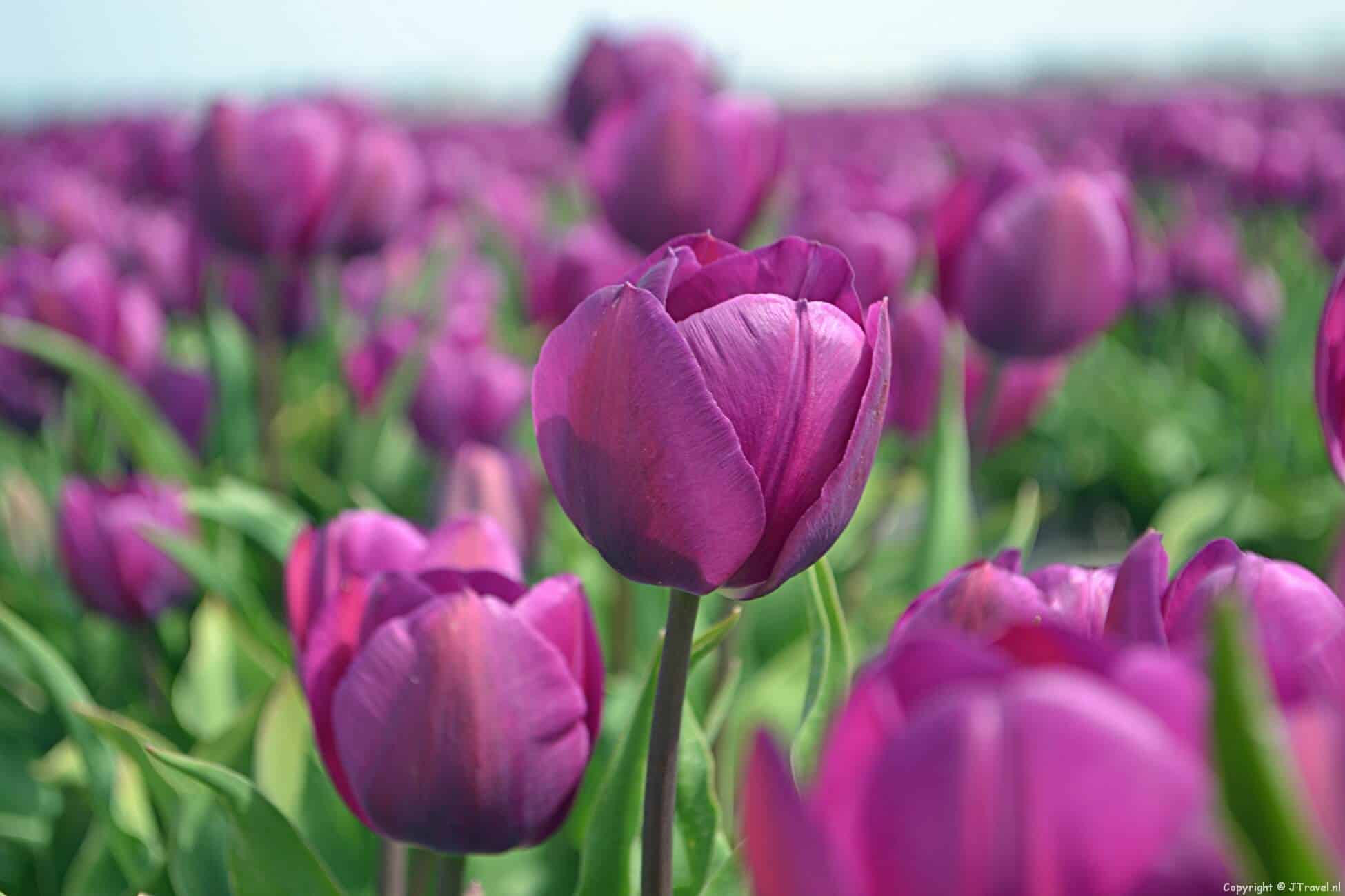 Een wandeling in de Bollenstreek