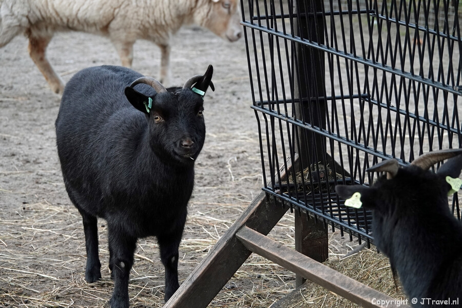 De kinderboerderij tijdens mijn kunstroutewandeling op het terrein van Kasteel Keukenhof in Lisse