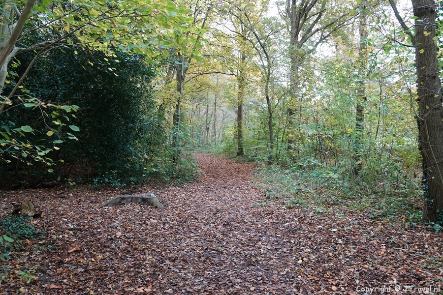 Een bospad tijdens mijn wandeling rond de buitenplaatsen van Velsen