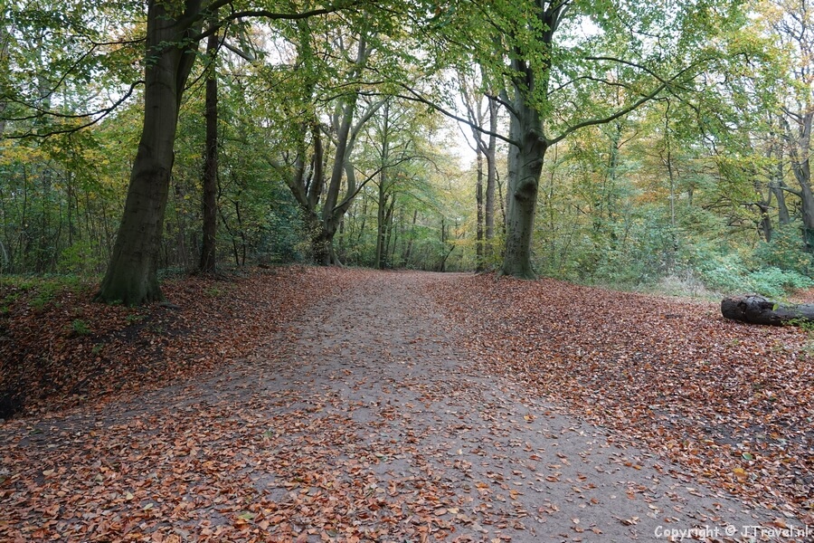 Een laan tijdens mijn wandeling rond de buitenplaatsen van Velsen