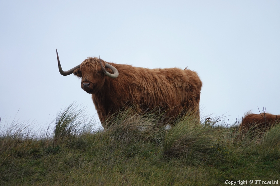 Een Schotse Hooglander tijdens mijn wandeling rond Wijk aan Zee