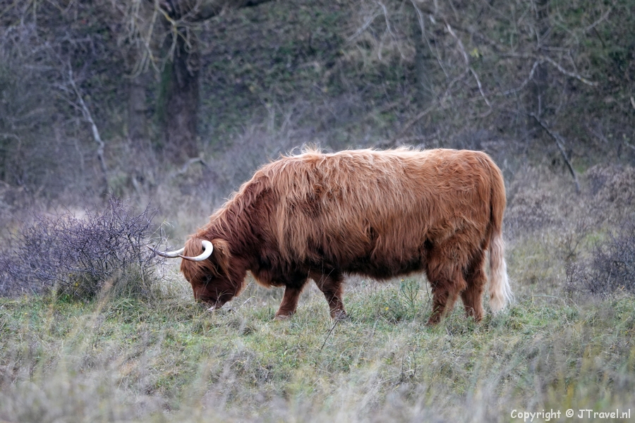Een Schotse Hooglander in het Noordhollands Duinreservaat tijdens mijn wandeling rond Wijk aan Zee