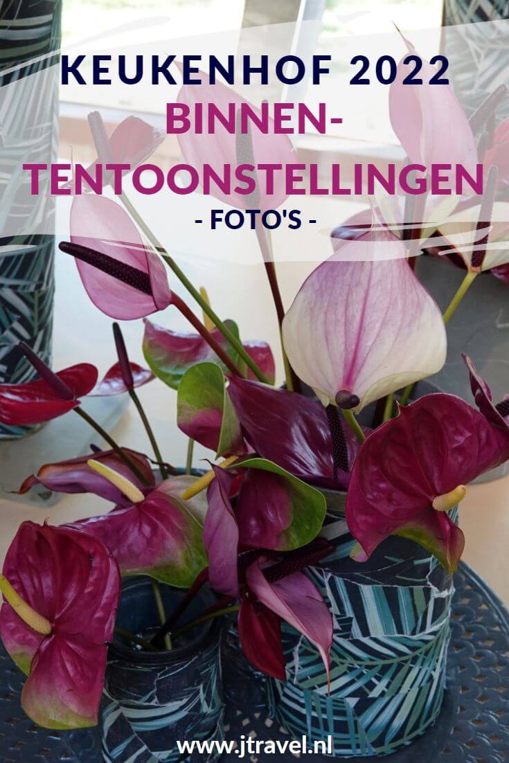 Ik bracht in april 2022 weer een bezoek aan de Keukenhof in Lisse. Hier zie je mijn foto's van binnententoonstellingen tijdens de bloemententoonstelling. Kijk je mee? #keukenhof #lisse #bollenstreek #bloemententoonstelling #fotos #binnententoonstellingen #jtravel #jtravelblog