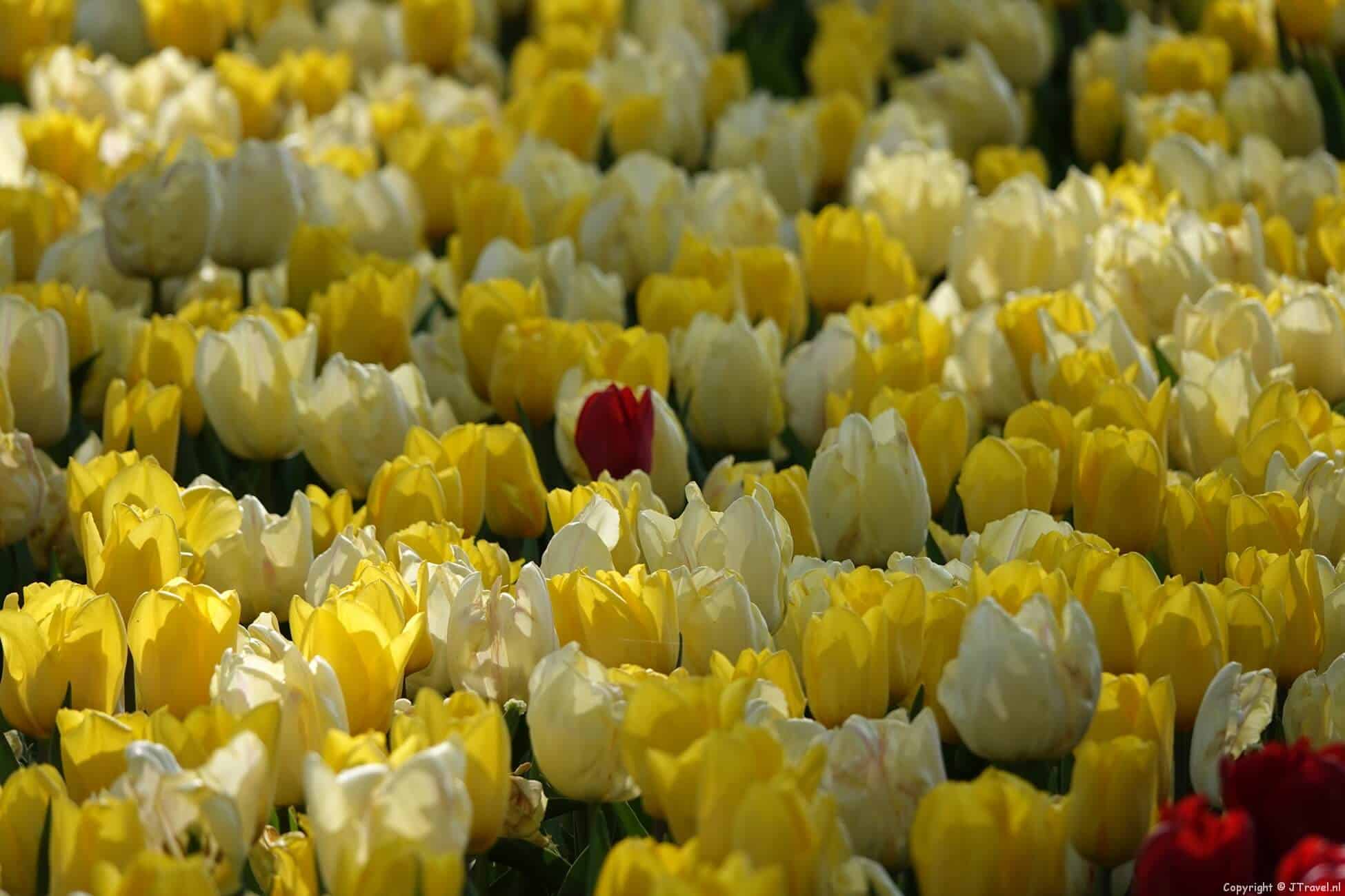 Foto's van de Keukenhof 2022 in Lisse