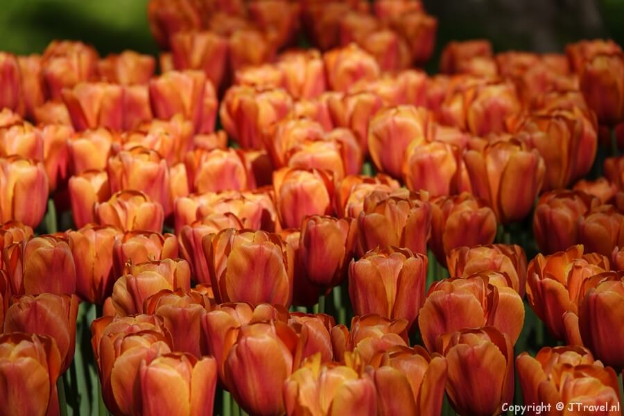Tulpen in de Keukenhof 2022