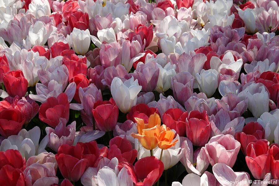 Tulpen in de Keukenhof 2022