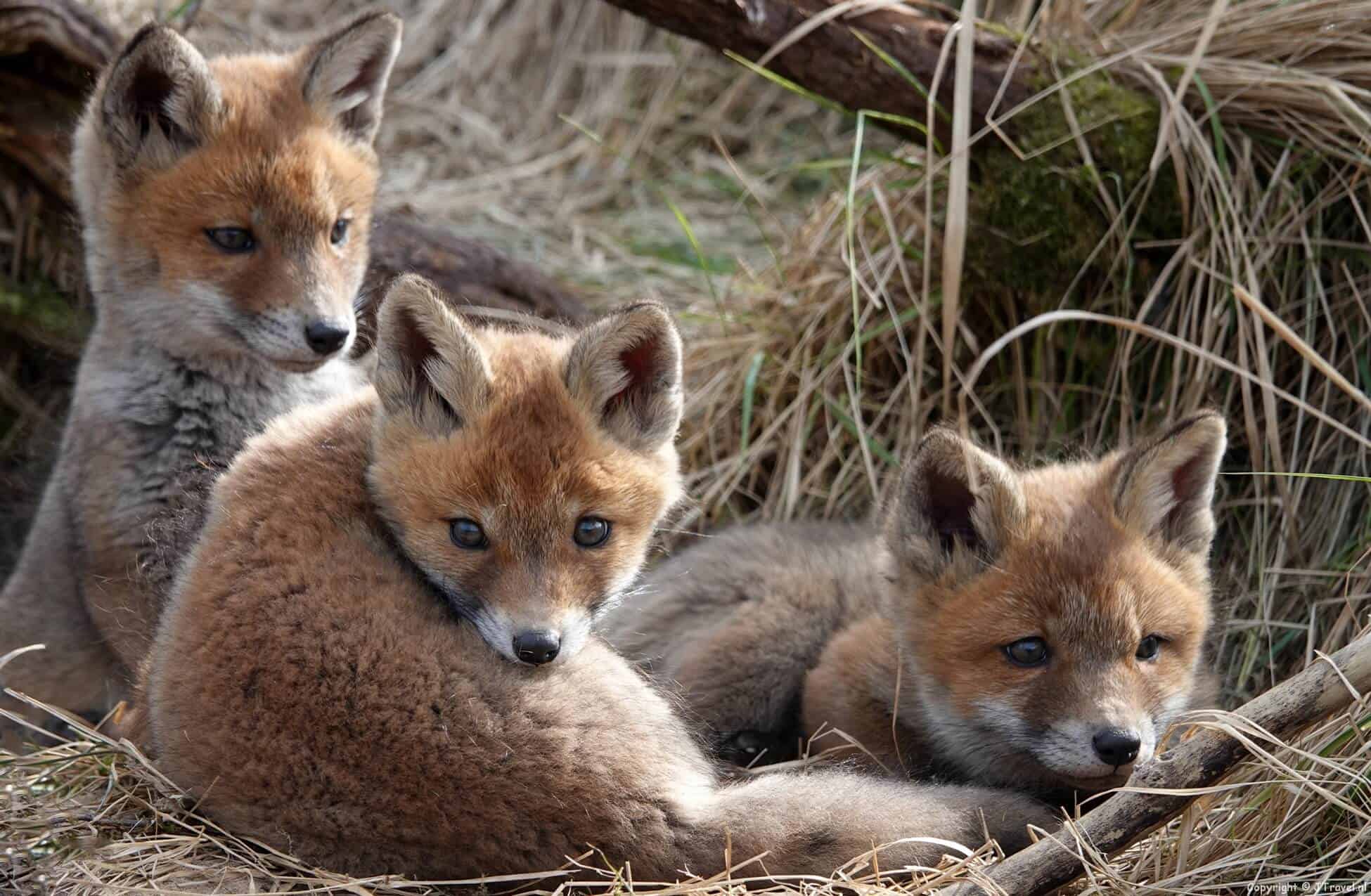 Foto's van mijn wandeling in de Amsterdamse Waterleidingduinen op 11 april 2022