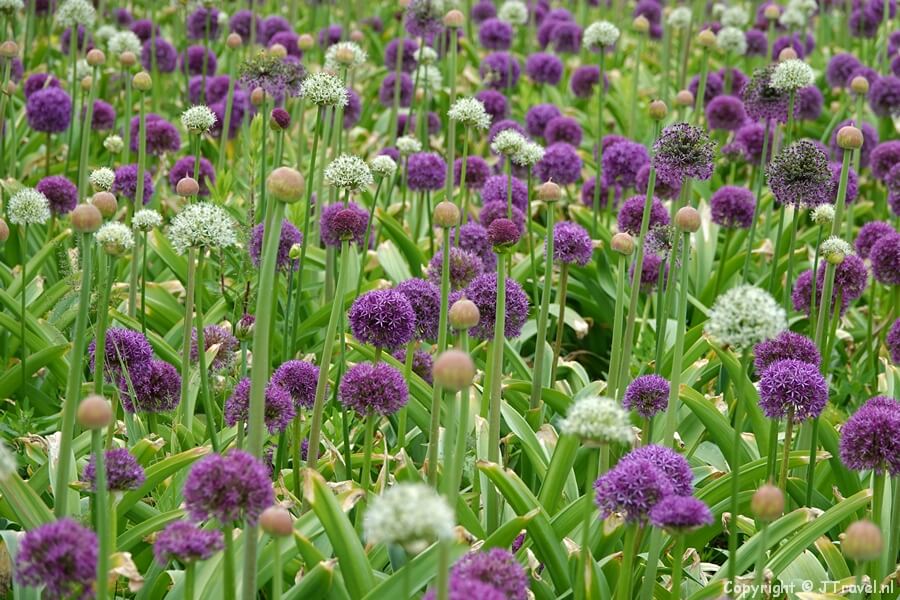 Het arboretum op de Floriade Expo 2022 in Almere<br/>Copyright © JTravel.nl