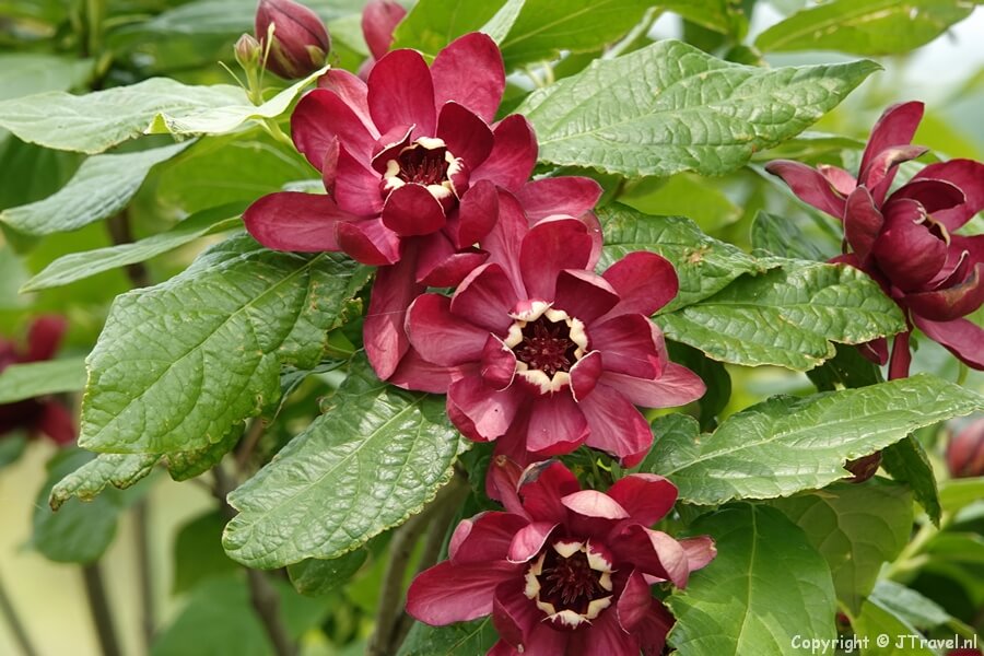 Het arboretum op de Floriade Expo 2022 in Almere<br/>Copyright © JTravel.nl