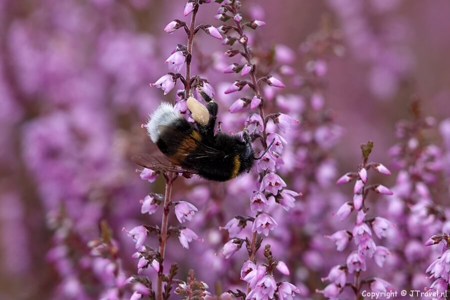 Bussumerheide tijdens mijn wandeling in de Gooise natuur