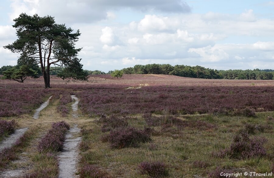 Bussumerheide tijdens mijn wandeling in de Gooise natuur