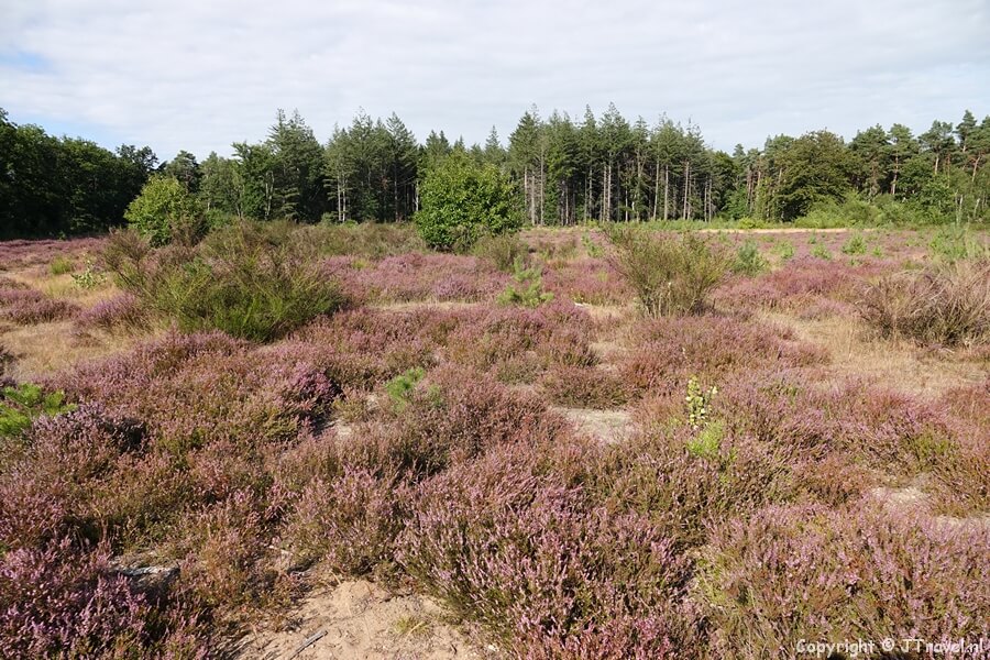 Fransche Kamp tijdens mijn wandeling in de Gooise natuur