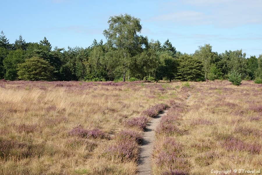 Fransche Kampheide tijdens mijn wandeling in de Gooise natuur