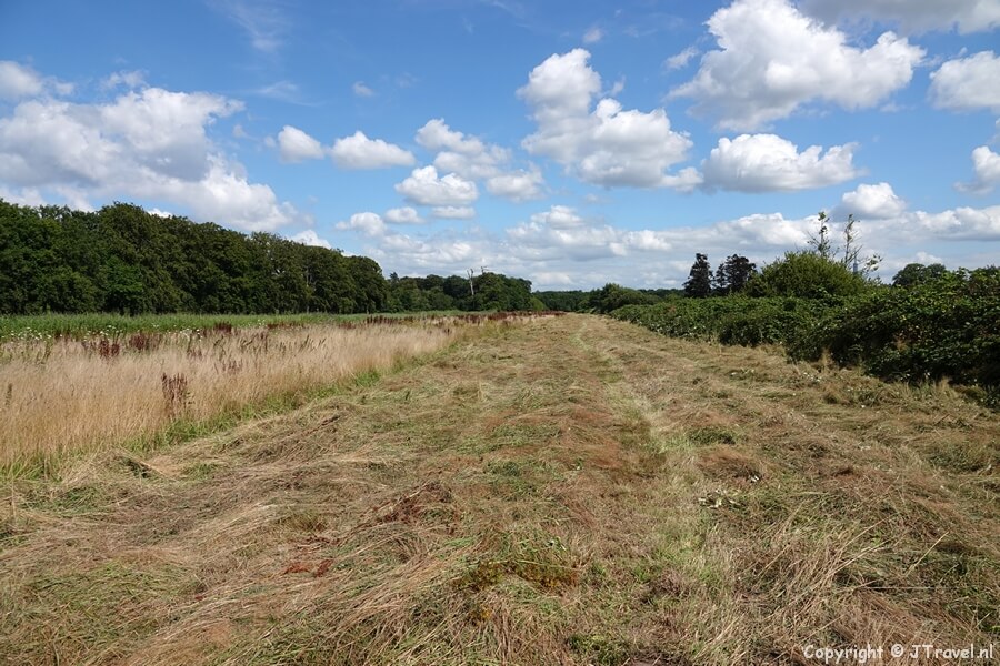 Grasland tijdens mijn wandeling in de Gooise natuur