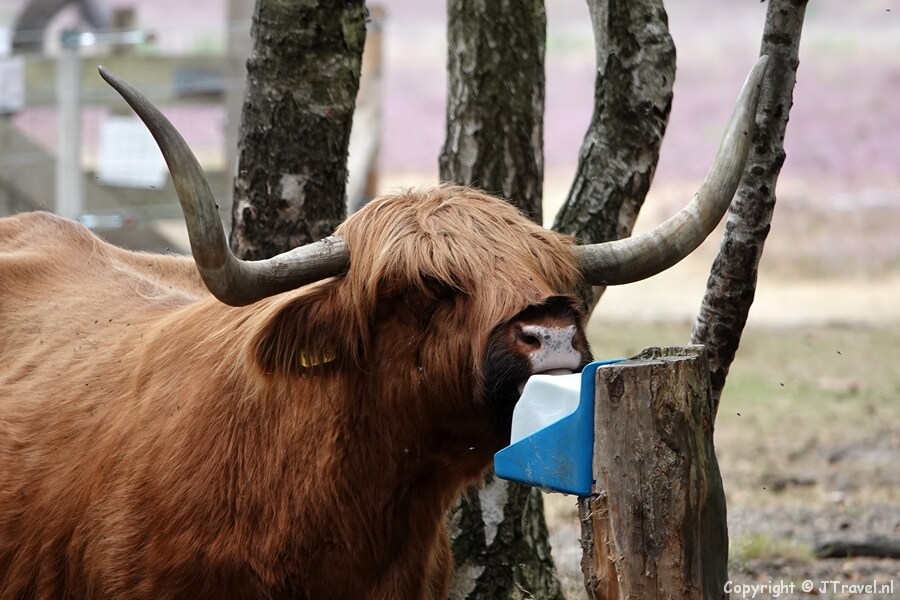 Schotse Hooglander tijdens mijn wandeling in de Gooise natuur