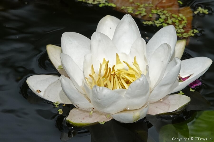 Langs de Houtmankade tijdens mijn wandeling tussen Haarlem en Zandvoort