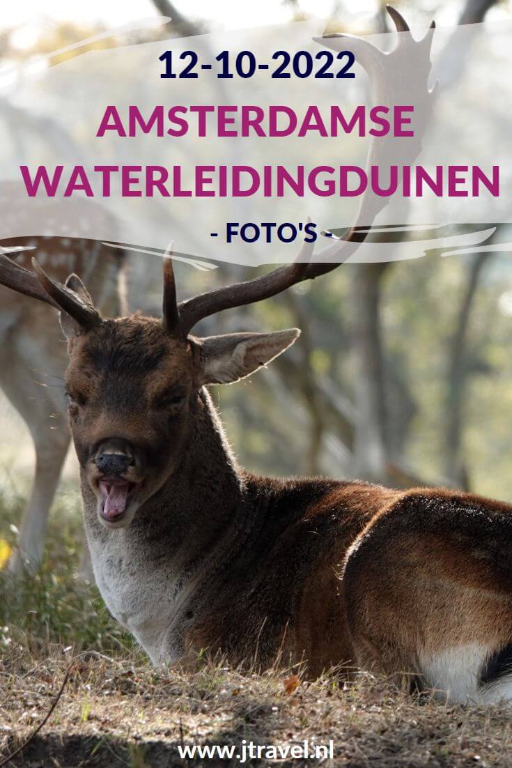 Tijdens mijn 11e bezoek in 2022 aan de Amsterdamse Waterleidingduinen liep ik de oranje wandelroute Oranjekom vanaf ingang Oase/Oranjekom. Mijn foto's zie je hier. Kijk je mee? #oranjewandelrouteoranjekom #ingangoase #amsterdamsewaterleidingduinen #awd #wandelen #jtravel #jtravelblog #fotos Tijdens mijn 11e bezoek in 2022 aan de Amsterdamse Waterleidingduinen liep ik de oranje wandelroute Oranjekom vanaf ingang Oase/Oranjekom. Mijn foto's zie je hier. Kijk je mee? #oranjewandelrouteoranjekom #ingangoase #amsterdamsewaterleidingduinen #awd #wandelen #jtravel #jtravelblog #foto