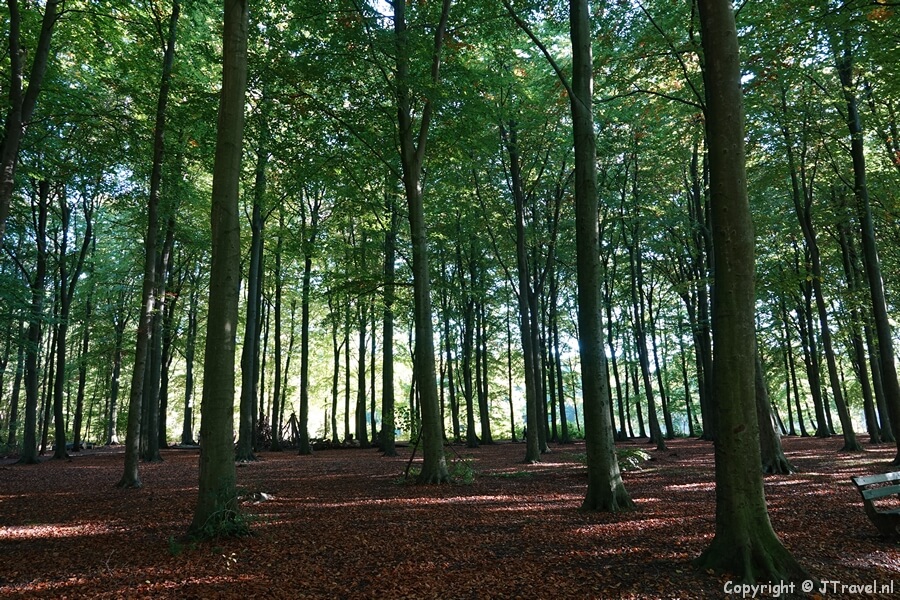 Het Haagse Bos tijdens mijn wandeling door Benoordenhout in Den Haag