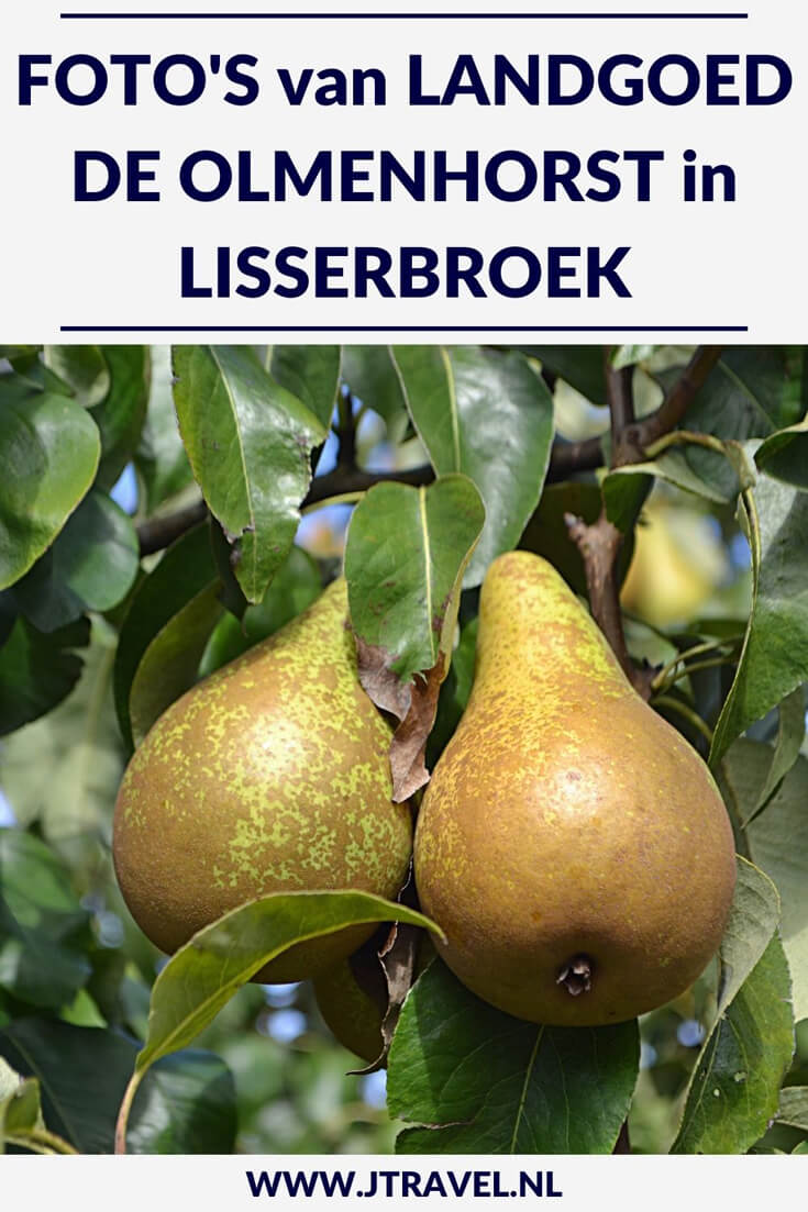 Op Landgoed De Olmenhorst in Lisserbroek kun je in september en oktober je eigen appels en peren plukken. De foto's die ik tijdens een plukmiddag maakte, zie je hier. Kijk je mee? #lisserbroek #landgoeddeolmenhorst #olmenhorst #appels #peren #landgoed #fotos #jtravel #jtravelblog Op Landgoed De Olmenhorst in Lisserbroek kun je in september en oktober je eigen appels en peren plukken. De foto's die ik tijdens een plukmiddag maakte, zie je hier. Kijk je mee? #lisserbroek #landgoeddeolmenhorst #olmenhorst #appels #peren #landgoed #fotos #jtravel #jtravelblog