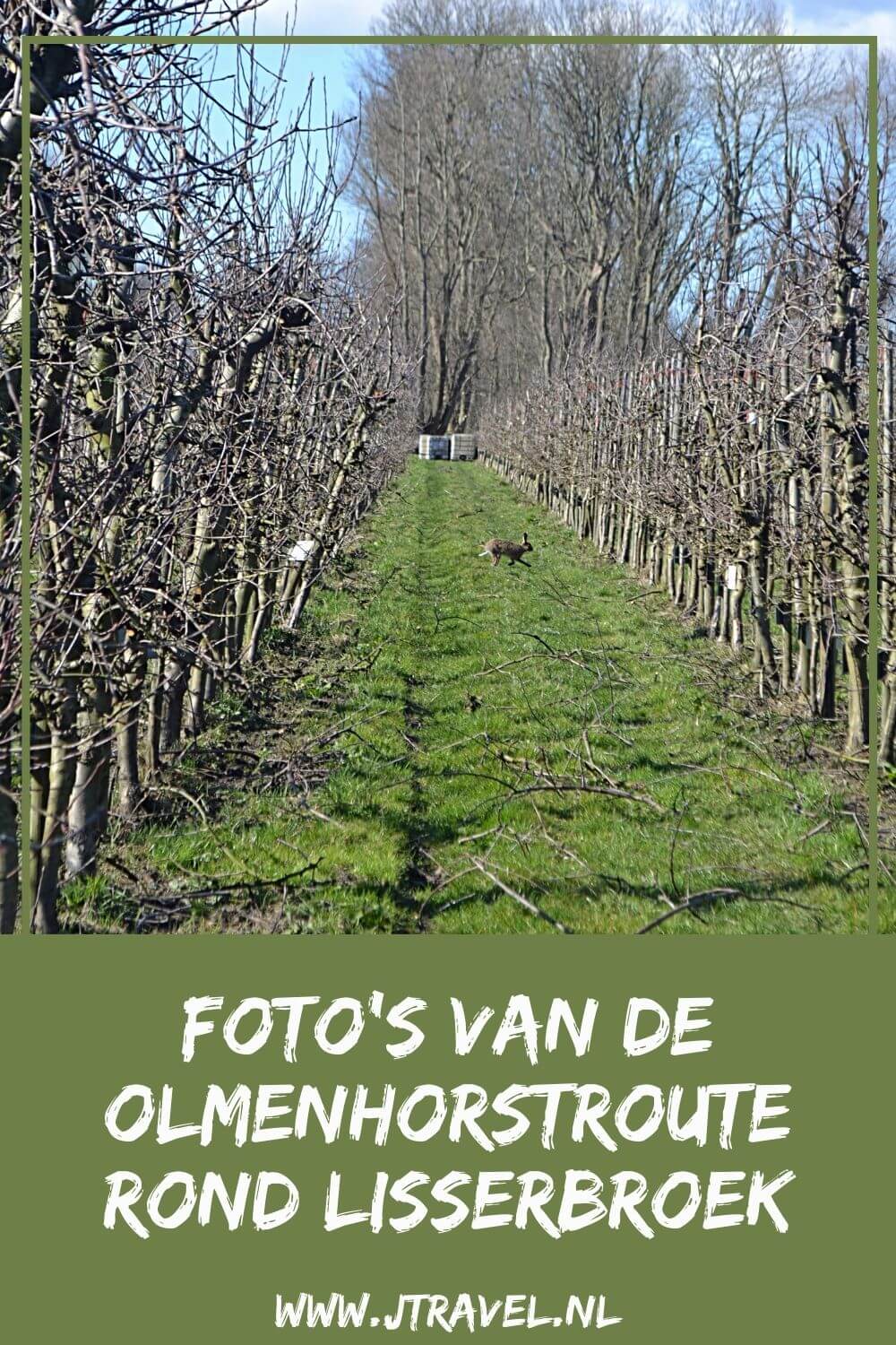 Ik liep de Olmenhorstroute, een wandeling rond Lisserbroek in de gemeente Haarlemmermeer. Plekken die u aandoet tijdens deze wandeling van 10 kilometer zijn Lisserbroek, Landgoed De Olmenhorst en Abbenes. De foto's ziet u in dit artikel. #olmenhorstroute #landgoeddeolmenhorst #lisserbroek #haarlemmermeer #jtravel #jtravelblog #fotos