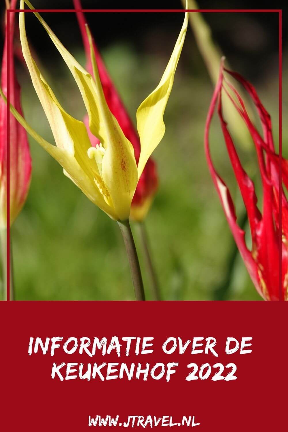 Ik bracht in april 2022 weer een bezoek aan de Keukenhof in Lisse. De informatie over de Keukenhof lees je hier. Lees je mee? #keukenhof #lisse #bollenstreek #bloemententoonstelling #informatie #jtravel #jtravelblog