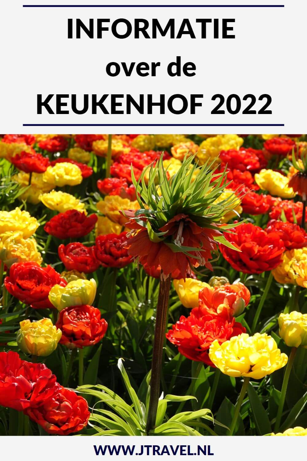 Ik bracht in april 2022 weer een bezoek aan de Keukenhof in Lisse. De informatie over de Keukenhof lees je hier. Lees je mee? #keukenhof #lisse #bollenstreek #bloemententoonstelling #informatie #jtravel #jtravelblog