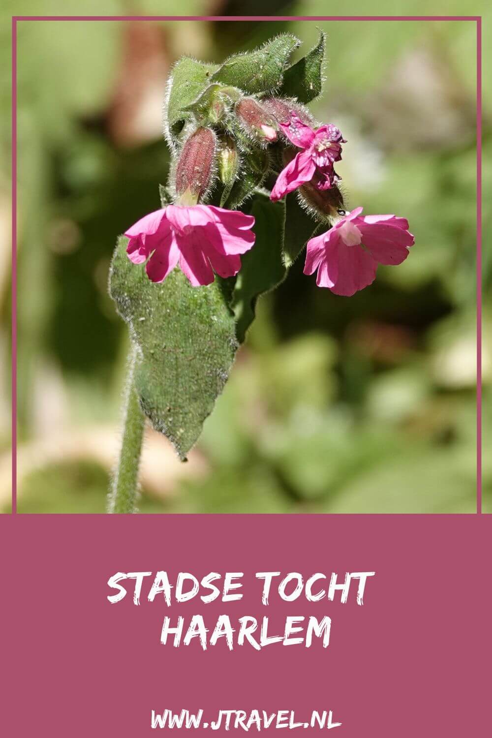 Ik liep de Stadse Tocht Haarlem: een wandeling via de Bolwerken, Buitenplaats Elswout en de Haarlemmerhout. Meer over deze Stadse Tocht Haarlem lees je hier. Wandel je mee? #haarlem #bolwerken #elswout #haarlemmerhout #tragetocht #stadsetocht #wandelen #jtravel #jtravelblog Ik liep de Stadse Tocht Haarlem: een wandeling via de Bolwerken, Buitenplaats Elswout en de Haarlemmerhout. Meer over deze Stadse Tocht Haarlem lees je hier. Wandel je mee? #haarlem #bolwerken #elswout #haarlemmerhout #tragetocht #stadsetocht #wandelen #jtravel #jtravelblog