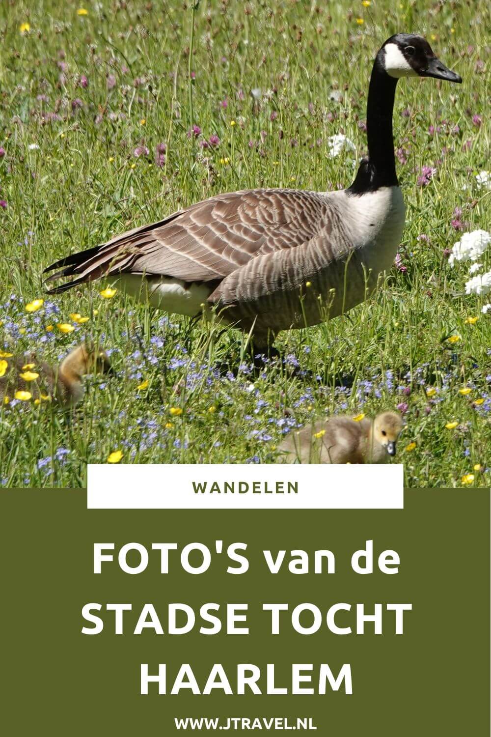 Ik liep de Stadse Tocht Haarlem: een wandeling via de Bolwerken, Buitenplaats Elswout en de Haarlemmerhout. De foto's die ik maakte tijdens deze Stadse Tocht Haarlem zie je hier. Wandel en kijk je mee? #haarlem #bolwerken #elswout #haarlemmerhout #tragetocht #stadsetocht #wandelen #jtravel #jtravelblog #fotos