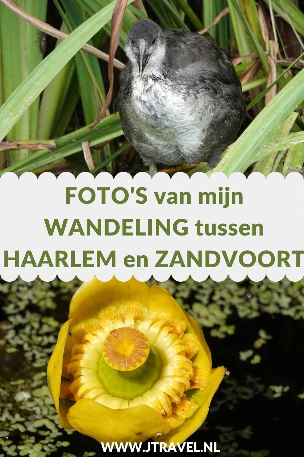Ik maakte een wandeling tussen Haarlem en Zandvoort. De wandeling gaat door het centrum van Haarlem via Nationaal Park Zuid-Kennemerland en het Visscherspad naar Zandvoort. De foto's die ik tijdens deze wandeling maakte zie je in dit artikel. #wandelen #haarlem #zandvoort #visscherspad #jtravelblog #jtravel #fotos