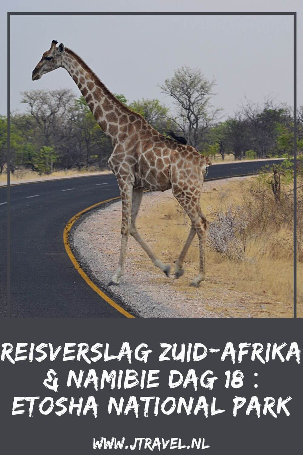 Dag 18 van mijn rondreis door Zuid-Afrika en Namibië breng ik door in het bekende nationale park in Namibië: Etosha National Park. Alles over de achttiende dag van mijn reis door Zuid-Afrika & Namibië lees je hier. Lees je mee? #namibie #etosha #etoshanationalpark #gamedrive #wildlife #reisverslag #jtravel #jtravelblog