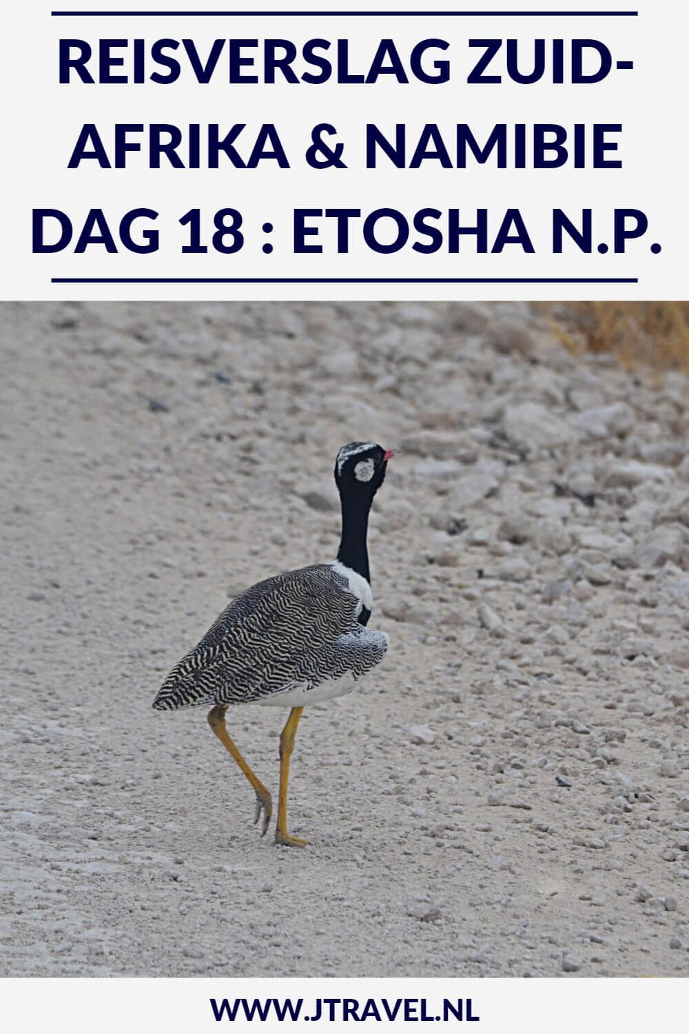 Dag 18 van mijn rondreis door Zuid-Afrika en Namibië breng ik door in het bekende nationale park in Namibië: Etosha National Park. Alles over de achttiende dag van mijn reis door Zuid-Afrika & Namibië lees je hier. Lees je mee? #namibie #etosha #etoshanationalpark #gamedrive #wildlife #reisverslag #jtravel #jtravelblog