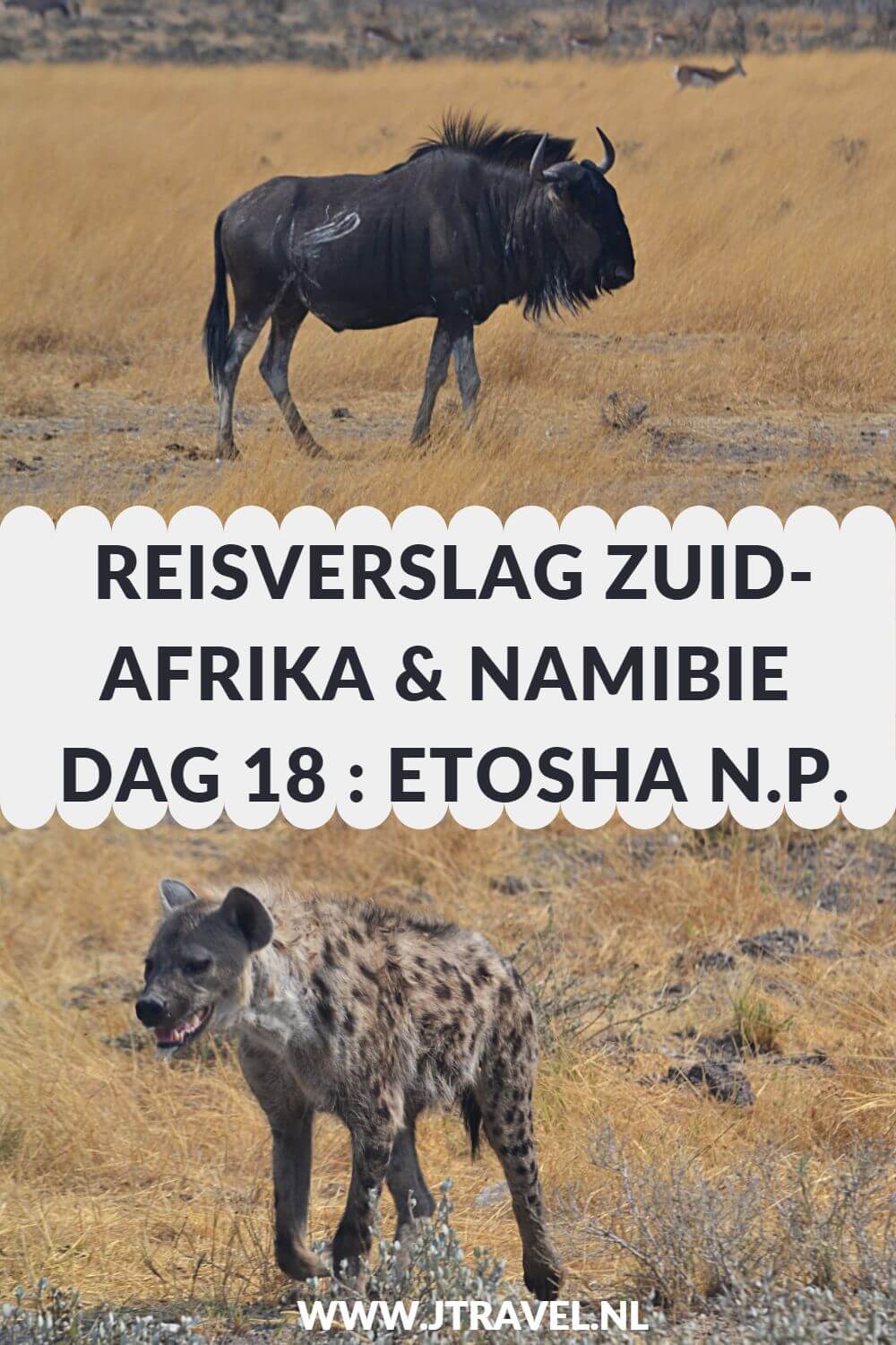 Dag 18 van mijn rondreis door Zuid-Afrika en Namibië breng ik door in het bekende nationale park in Namibië: Etosha National Park. Alles over de achttiende dag van mijn reis door Zuid-Afrika & Namibië lees je hier. Lees je mee? #namibie #etosha #etoshanationalpark #gamedrive #wildlife #reisverslag #jtravel #jtravelblog