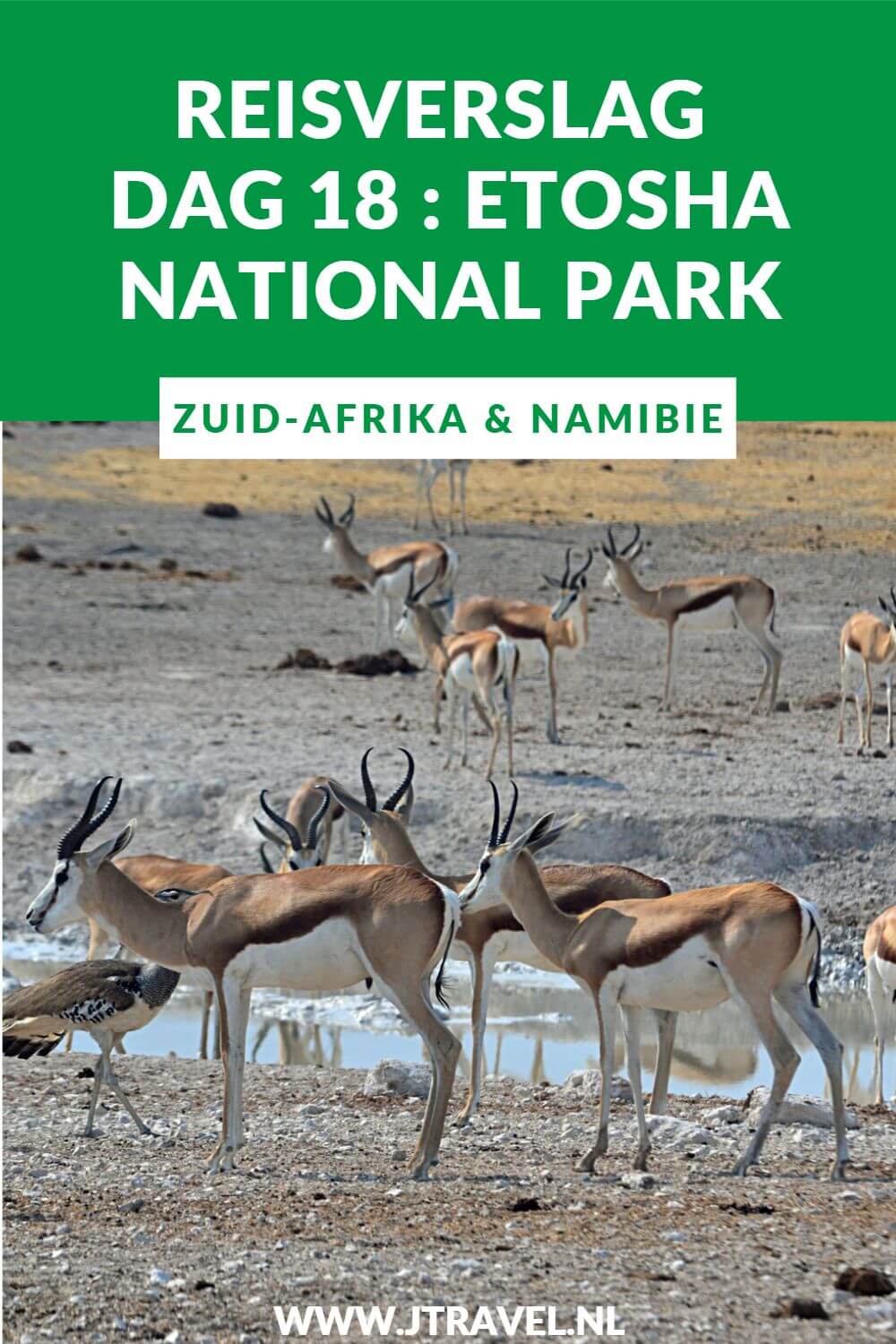 Dag 18 van mijn rondreis door Zuid-Afrika en Namibië breng ik door in het bekende nationale park in Namibië: Etosha National Park. Alles over de achttiende dag van mijn reis door Zuid-Afrika & Namibië lees je hier. Lees je mee? #namibie #etosha #etoshanationalpark #gamedrive #wildlife #reisverslag #jtravel #jtravelblog