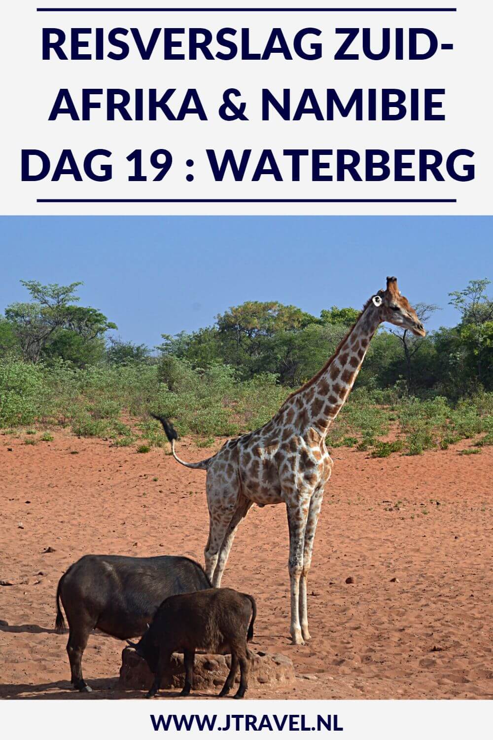 Op dag 19 van mijn rondreis door Zuid-Afrika en Namibië reizen we door naar het Waterberg Plateau National Park voor een gamedrive. Alles over de negentiende dag van mijn reis door Zuid-Afrika & Namibië lees je hier. Lees je mee? #namibie #waterbergplateau #nationalpark #gamedrive #wildlife #reisverslag #jtravel #jtravelblog