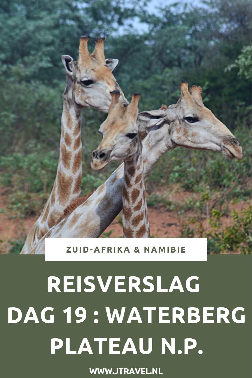 Op dag 19 van mijn rondreis door Zuid-Afrika en Namibië reizen we door naar het Waterberg Plateau National Park voor een gamedrive. Alles over de negentiende dag van mijn reis door Zuid-Afrika & Namibië lees je hier. Lees je mee? #namibie #waterbergplateau #nationalpark #gamedrive #wildlife #reisverslag #jtravel #jtravelblog