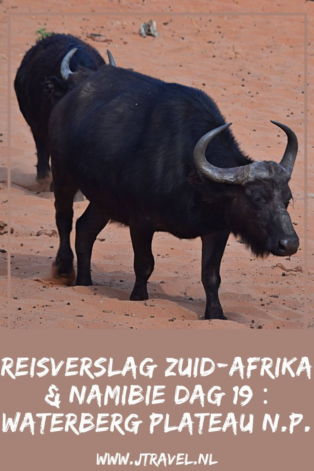 Op dag 19 van mijn rondreis door Zuid-Afrika en Namibië reizen we door naar het Waterberg Plateau National Park voor een gamedrive. Alles over de negentiende dag van mijn reis door Zuid-Afrika & Namibië lees je hier. Lees je mee? #namibie #waterbergplateau #nationalpark #gamedrive #wildlife #reisverslag #jtravel #jtravelblog Op dag 19 van mijn rondreis door Zuid-Afrika en Namibië reizen we door naar het Waterberg Plateau National Park voor een gamedrive. Alles over de negentiende dag van mijn reis door Zuid-Afrika & Namibië lees je hier. Lees je mee? #namibie #waterbergplateau #nationalpark #gamedrive #wildlife #reisverslag #jtravel #jtravelblog