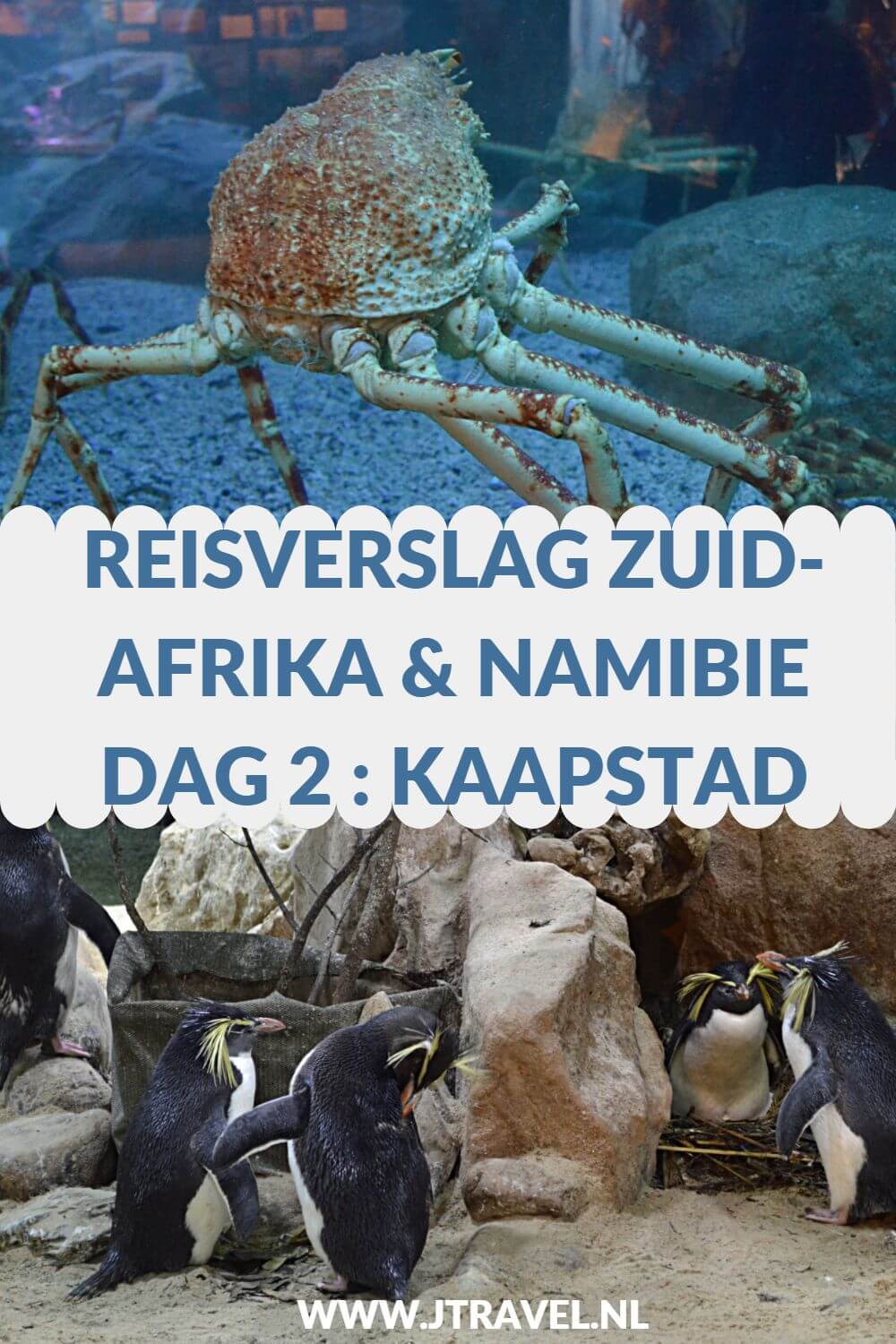 Op dag 2 van mijn 22-daagse groepsrondreis door Zuid-Afrika en Namibië was de groep een groot deel de dag nog niet in Kaapstad, zodoende had ik de tijd aan mezelf en bezocht ik Kaapstad, met het Two Oceans Aquarium, Company's Garden en deed inkopen in Waterfront. Alles over de tweede dag van mijn reis door Zuid-Afrika & Namibië lees je hier. Lees je mee? #zuidafrika #kaapstad #capetown #reisverslag #jtravel #jtravelblog Op dag 2 van mijn 22-daagse groepsrondreis door Zuid-Afrika en Namibië was de groep een groot deel de dag nog niet in Kaapstad, zodoende had ik de tijd aan mezelf en bezocht ik Kaapstad, met het Two Oceans Aquarium, Company's Garden en deed inkopen in Waterfront. Alles over de tweede dag van mijn reis door Zuid-Afrika & Namibië lees je hier. Lees je mee? #zuidafrika #kaapstad #capetown #reisverslag #jtravel #jtravelblog