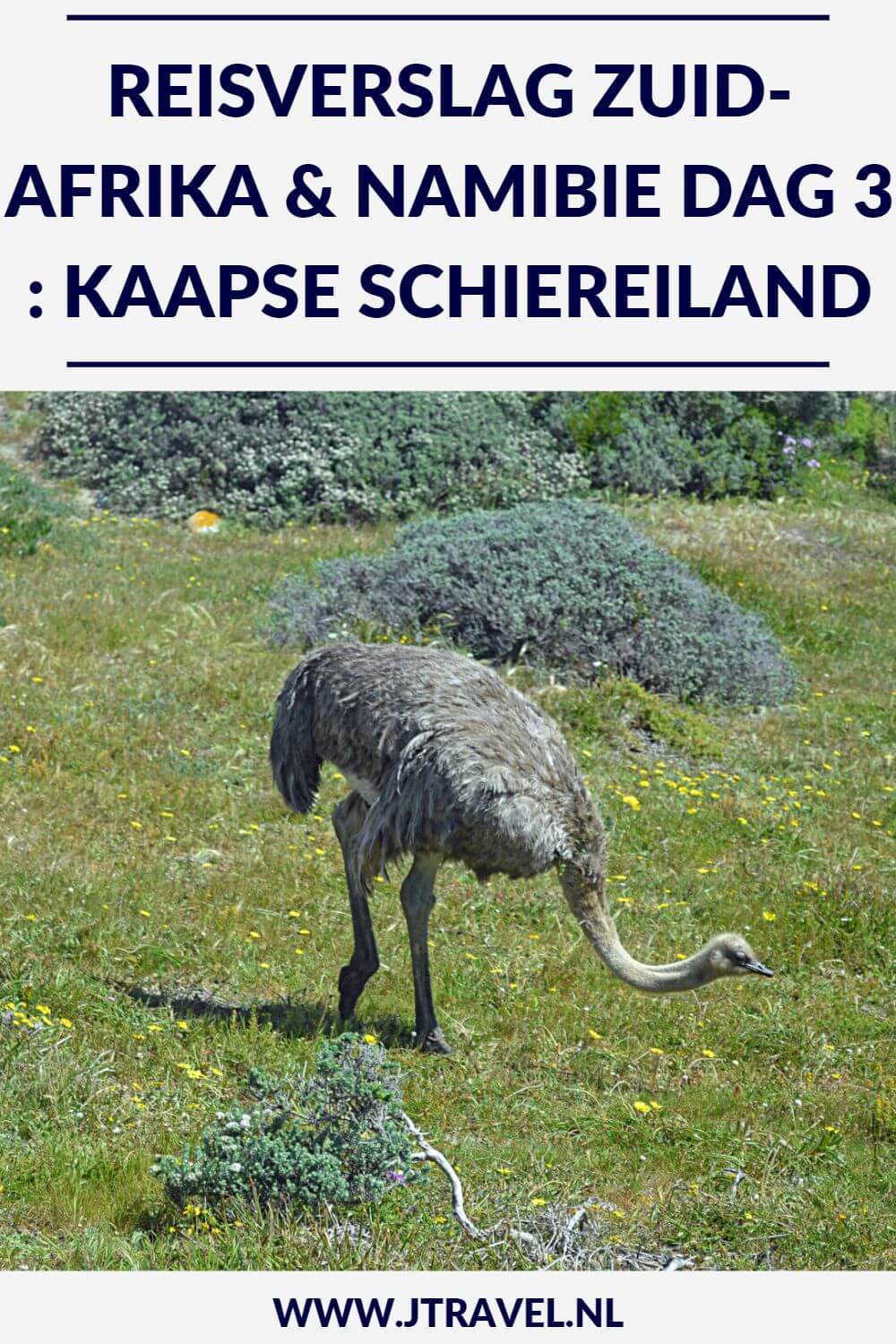 Op dag 3 van mijn 22-daagse groepsrondreis door Zuid-Afrika en Namibië bezocht ik het Kaapse Schiereiland met bezoeken aan Duikereiland, Capepoint, Kaap de Goede Hoop en de pinguïns van Boulders Beach. Alles over de derde dag van mijn reis door Zuid-Afrika & Namibië lees je hier. Lees je mee? #zuidafrika #kaapstad #capetown #kaapseschiereiland #reisverslag #jtravel #jtravelblog