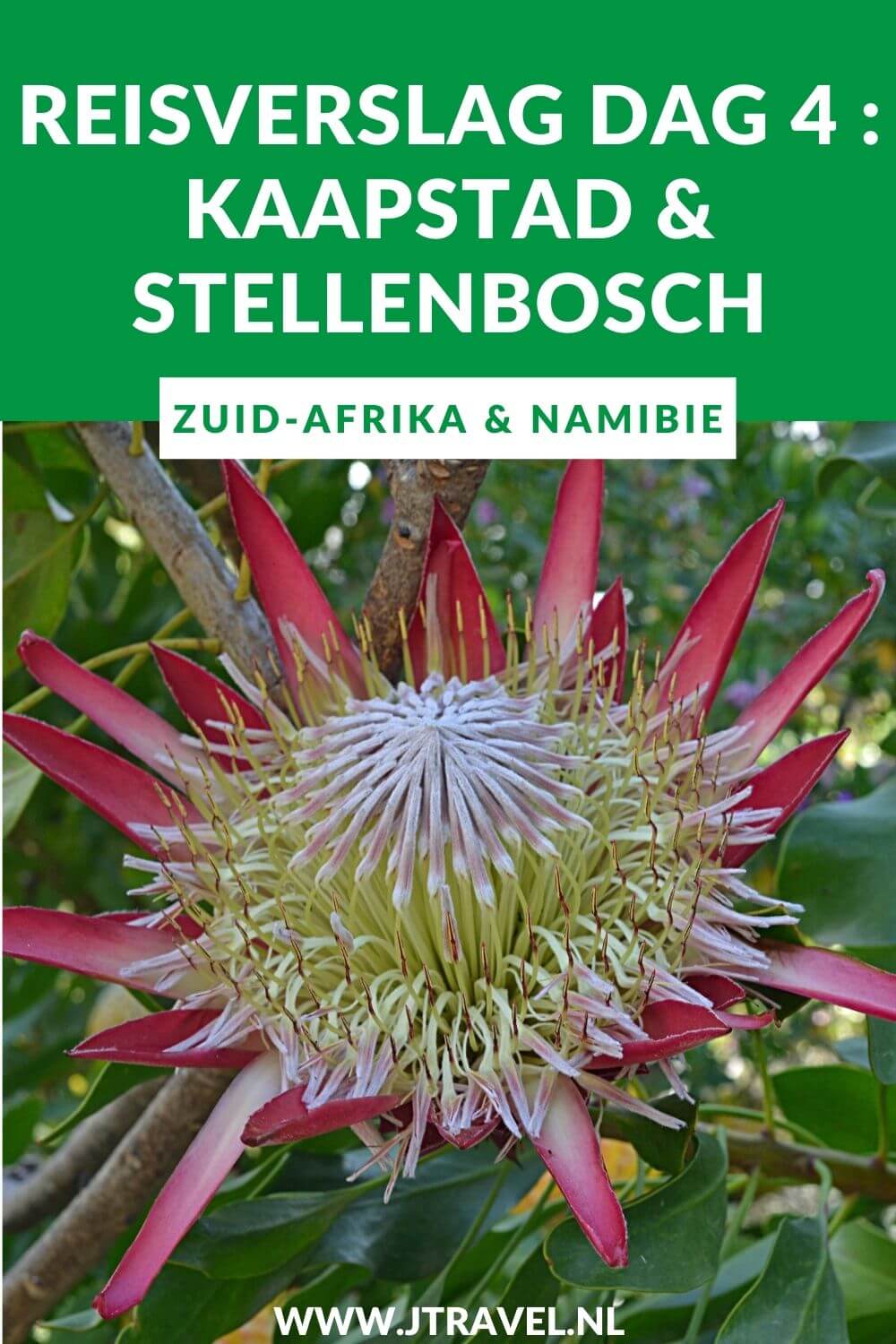 Dag 4 van mijn 22-daagse groepsrondreis door Zuid-Afrika en Namibië breng ik een deel door rond Kaapstad. De rest van de dag breng ik door in Stellenbosch met een bezoek aan de lokale botanische tuin en de Moederkerk, Alles over de vierde dag van mijn reis door Zuid-Afrika & Namibië lees je hier. Lees je mee? #zuidafrika #kaapstad #capetown #stellenbosch #reisverslag #jtravel #jtravelblog