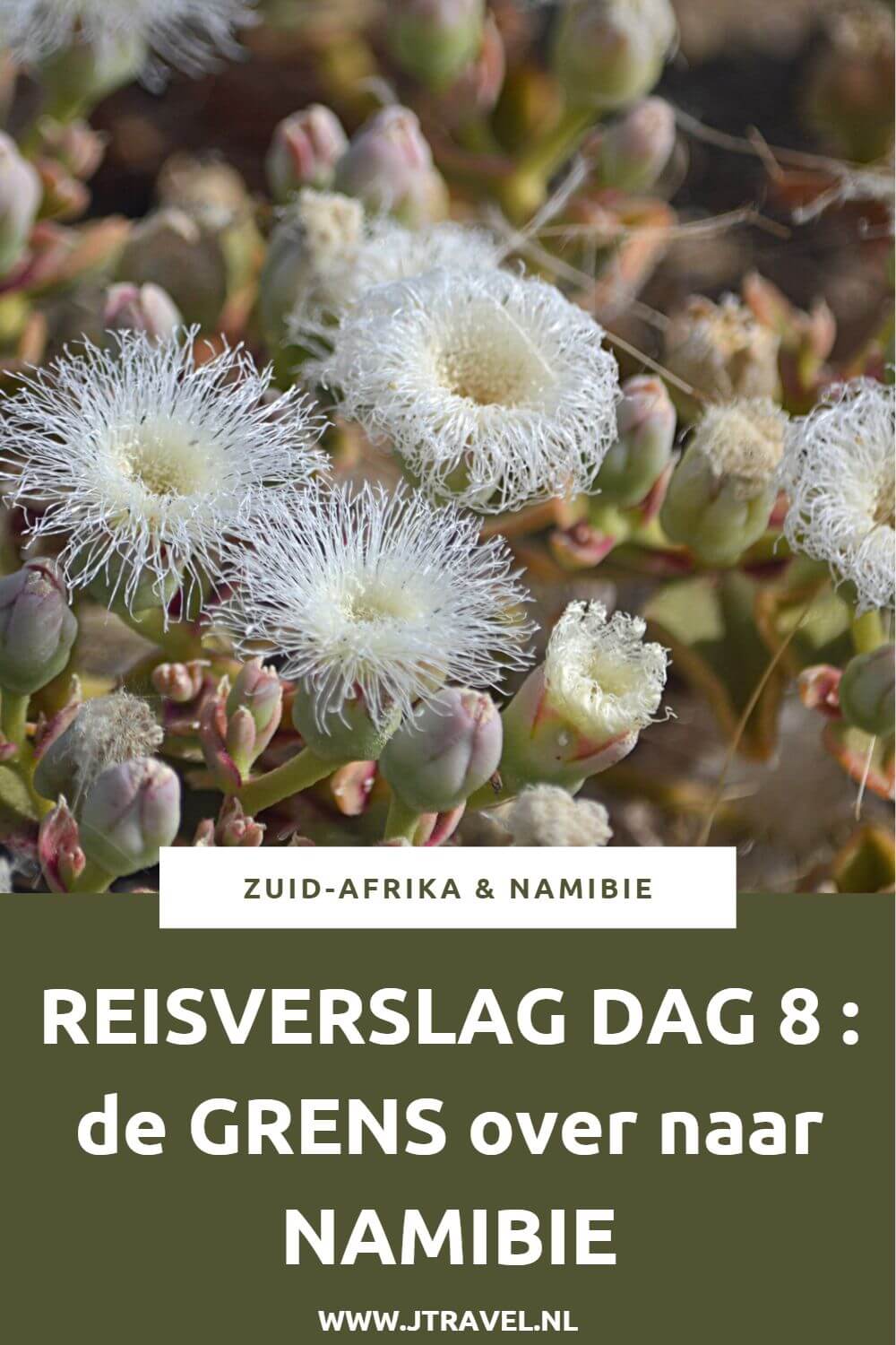 Op dag 8 van mijn 22-daagse groepsrondreis door Zuid-Afrika en Namibië steken we de grens met Namibië over en overnachten in de buurt van Fish River Canyon. Alles over de achtste dag van mijn reis door Zuid-Afrika & Namibië lees je hier. Lees je mee? #zuidafrika #namibie #reisverslag #jtravel #jtravelblog